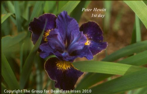 Peter Hewitt 1st day